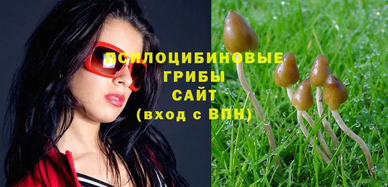 Псилоцибиновые грибы Psilocybe  Фролово 